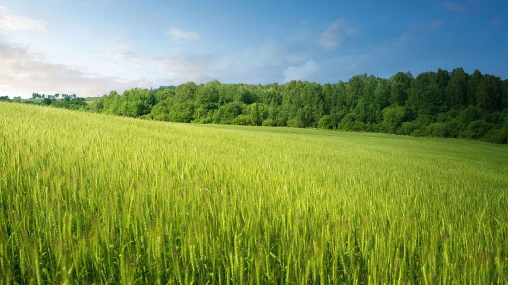 Retrait de molécules, développement des résistances… les stratégies de protection fongicide des orges doivent tenir compte de ce contexte. (©DR)<span style="font-size: 14px; text-align: justify; color: #000000;"> 