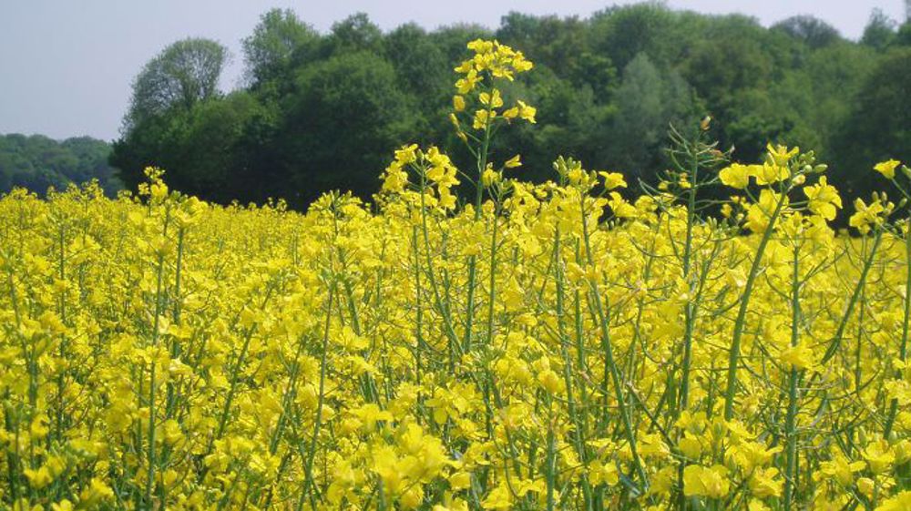  La tonne de colza progressait de 37,75 euros sur l'échéance de mai à 778 euros en début d'après-midi. (©Terre-net Média)