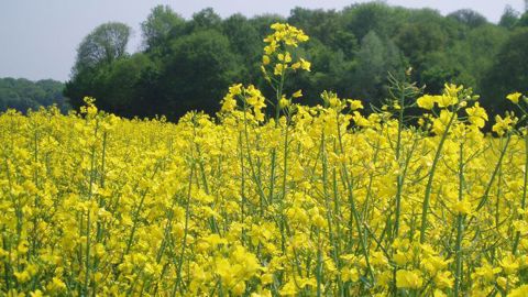  La tonne de colza progressait de 37,75 euros sur l'échéance de mai à 778 euros en début d'après-midi. (©Terre-net Média)