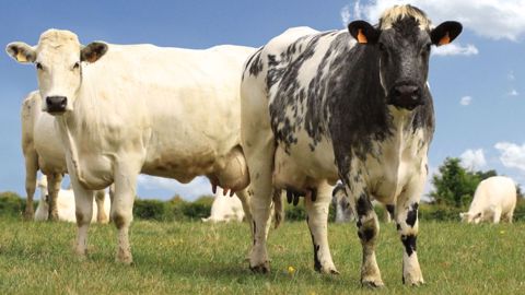 La race Bleue est passée de la sauvegarde à la valorisation grâce à une poignée d'éleveurs passionnés, des mesures agro-environnementales et des projets encadrants. (©Union Bleue du Nord) La race Bleue est passée de la sauvegarde à la valorisation grâce à une poignée d'éleveurs passionnés, des mesures agro-environnementales et des projets encadrants. (©Union Bleue du Nord)