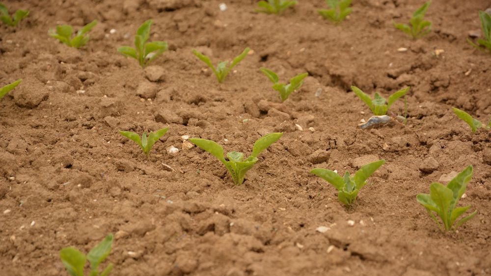 Le Conseil d'État a validé la dérogation autorisant pour 2022 l'utilisation de semences de betteraves sucrières traitées avec des néonicotinoïdes. (©Terre-net Média)<span style="font-size: 14px; text-align: justify; color: #000000;"> 