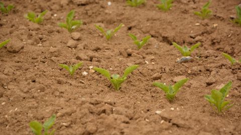 Le Conseil d'État a validé la dérogation autorisant pour 2022 l'utilisation de semences de betteraves sucrières traitées avec des néonicotinoïdes. (©Terre-net Média)<span style="font-size: 14px; text-align: justify; color: #000000;"> 