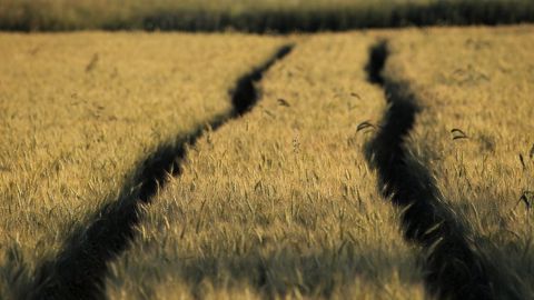 Le marché rapporte d’ores et déjà de rapides prises de positions sur des céréales d’origines européennes, américaines et sud-américaines afin de substituer les blés et maïs russes et ukrainiens. (©Pixabay) Le marché rapporte d’ores et déjà de rapides prises de positions sur des céréales d’origines européennes, américaines et sud-américaines afin de substituer les blés et maïs russes et ukrainiens. (©Pixabay)