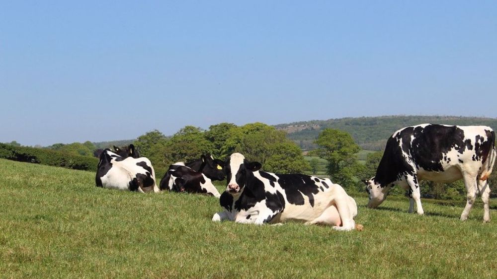 La France a perdu 651 000 vaches (laitières et à viande) en cinq ans, selon l'institut français de l'élevage. (©Pixabay)