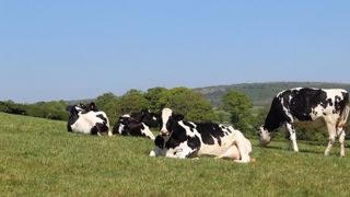 La France a perdu 651 000 vaches (laitières et à viande) en cinq ans, selon l'institut français de l'élevage. (©Pixabay) La France a perdu 651 000 vaches (laitières et à viande) en cinq ans, selon l'institut français de l'élevage. (©Pixabay)