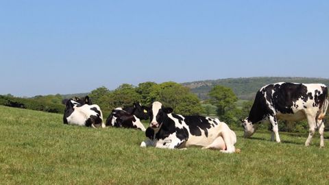 La France a perdu 651 000 vaches (laitières et à viande) en cinq ans, selon l'institut français de l'élevage. (©Pixabay) La France a perdu 651 000 vaches (laitières et à viande) en cinq ans, selon l'institut français de l'élevage. (©Pixabay)