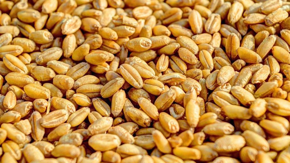 Le blé SRW à échéance mai a décroché de 85 c$/bu, à 12,02 $ (©Pixabay)