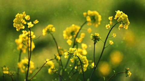 Vers 14h00, le colza Euronext à terme mai 2022 avançait de 5 €/t, à 896 €/t (©Pixabay) Vers 14h00, le colza Euronext à terme mai 2022 avançait de 5 €/t, à 896 €/t (©Pixabay)