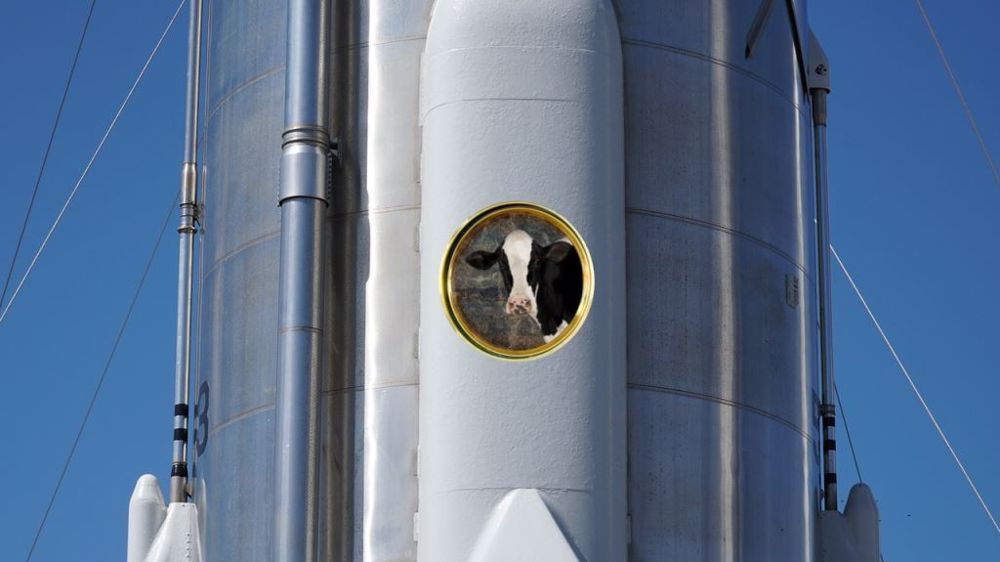 C'est surtout la logistique qui pose question... Des vaches dans une fusée : du jamais vu ! (©Terre-net Média)