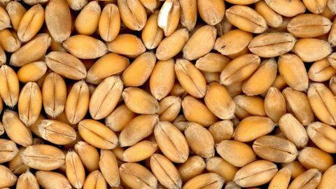 Les stocks mondiaux de blé sont estimés à la hausse sur cette campagne 2021/22. (©Pixabay) Les stocks mondiaux de blé sont estimés à la hausse sur cette campagne 2021/22. (©Pixabay)