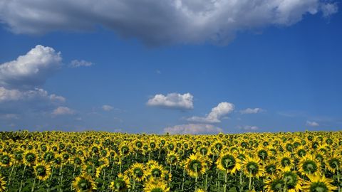 L'Ukraine assure 50 % du commerce mondial d'huile de tournesol, qu'elle n'arrive presque plus à exporter en raison de la guerre. (©Pixabay) L'Ukraine assure 50 % du commerce mondial d'huile de tournesol, qu'elle n'arrive presque plus à exporter en raison de la guerre. (©Pixabay)