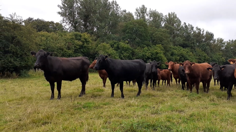 En jouant sur la génétique et en optimisant la valeur alimentaire des fourrages, un engraissement avec des fourrages herbagers et une faible proportion de concentrés est possible. (©Terre-net media)