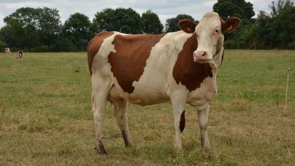 En redécoupant les pâtures, les éleveurs espèrent tirer davantage profit de l'herbe. (©Terre-net Média)