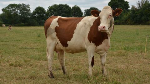 En redécoupant les pâtures, les éleveurs espèrent tirer davantage profit de l'herbe. (©Terre-net Média)