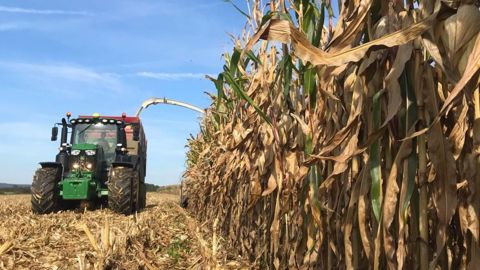 L'ensilage de maïs épi présente de bonnes valeurs UFL. Encore faut-il qu'il soit récolté et conservé correctement pour éviter les pertes. (©Elvup) L'ensilage de maïs épi présente de bonnes valeurs UFL. Encore faut-il qu'il soit récolté et conservé correctement pour éviter les pertes. (©Elvup)