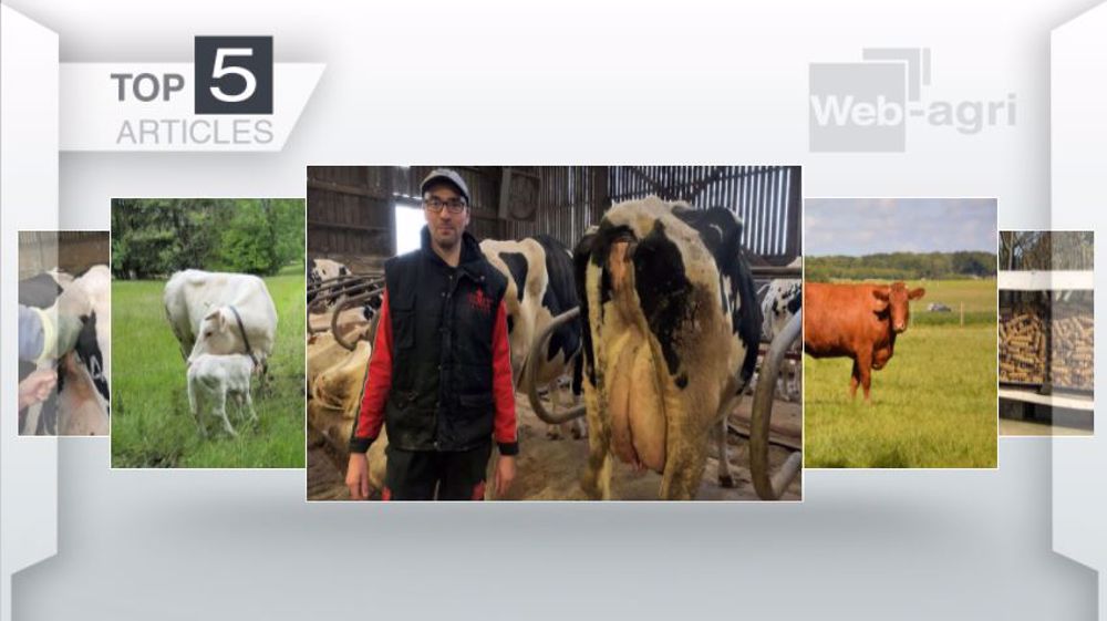 Articles les plus lus sur Web-agri cette semaine. (©Terre-net Média)
