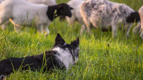Des chiens sélectionnés sur leurs aptitudes à la conduite des troupeaux Des chiens sélectionnés sur leurs aptitudes à la conduite des troupeaux