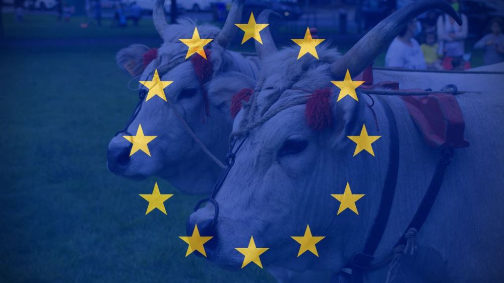 En 2021, le cheptel bovin communautaire a baissé, en élevage allaitant comme en élevage laitier. (©AdobeStock)