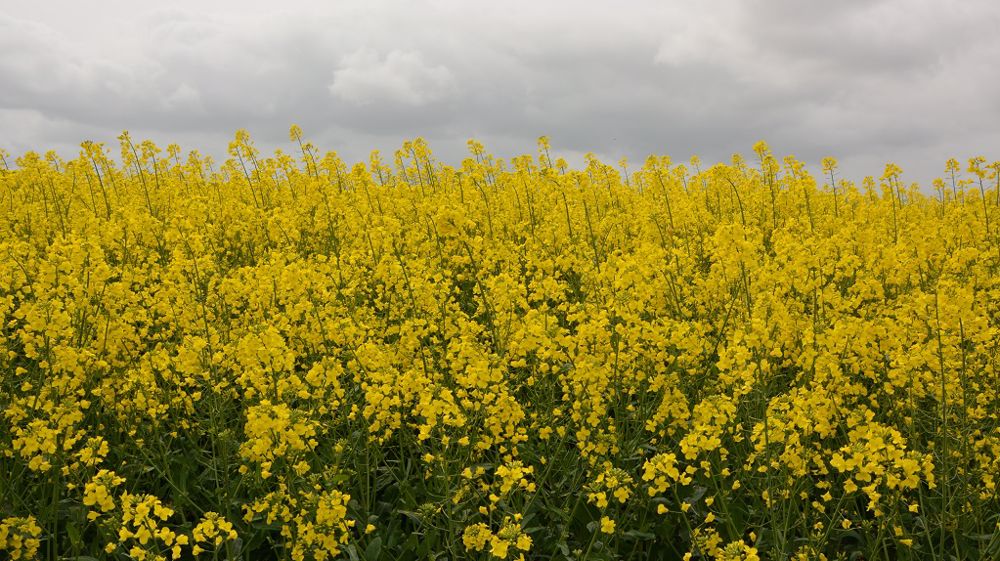 Dans les essais Terres Inovia, les analyses statistiques sur la variable « rendement aux normes » ne permettent quasiment jamais de montrer un écart de rendement significatif entre les deux modalités étudiées : T1 versus T1 puis T2 sur colza.(©Terre-net Média)