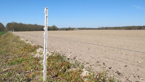 La clôture électrique est la solution actuelle la plus utilisée pour éviter les dégâts de sangliers dans les parcelles. (©Terre-net Média)