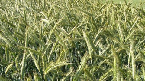 Le triticale, par exemple, peut être moissonné pour son grain (et sa paille), mais aussi ensilé ou enrubanné. (©Terre-net Média)