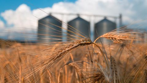Le CIC estime le stock mondial de fin de campagne 2022/23 à 581 Mt, contre 607 Mt pour 2021/22 (©AdobeStock)