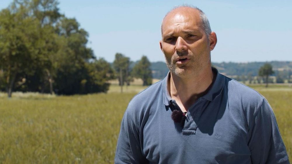 À noter : il y a souvent un décalage dans le temps entre l'apparition des pucerons et l'arrivée des auxiliaires, ce qui demande un suivi régulier des populations à plusieurs jours d'intervalle. (©Chambre d'agriculture d'Occitanie)