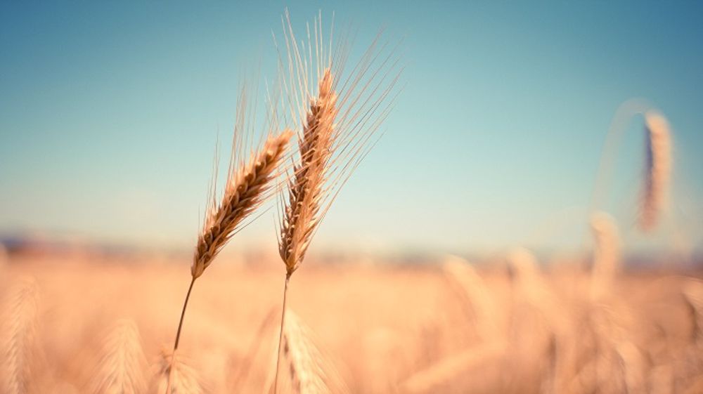 Un climat sec et chaud menace les blés français. (©PixaBay)