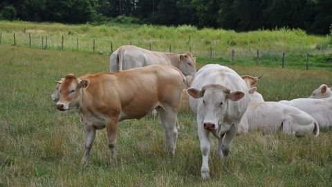 L'herbe pâturée reste le fourrage le moins cher qui soit. (©Terre-net Media) L'herbe pâturée reste le fourrage le moins cher qui soit. (©Terre-net Media)