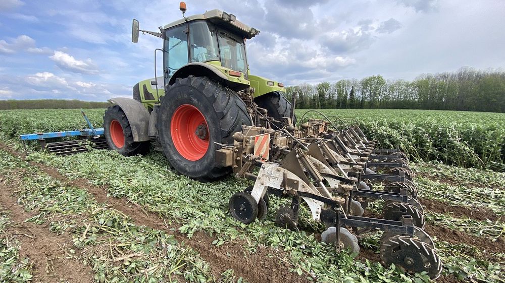 Dans son assolement, Vincent Dupoux Valette compte 8 cultures : maïs, féverole, blé tendre, blé dur, colza, triticale, tournesol et orge. (©<a href="https://twitter.com/sources_vincent" target="_blank">Vincent Dupoux Valette/Twitter</a>)