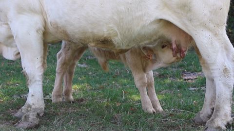 Au cours des trois premiers mois de sa vie, l’alimentation du veau est essentiellement lactée. Une bonne prise de poids durant cette période conditionne les performances futures. (©Terre-net media) Au cours des trois premiers mois de sa vie, l’alimentation du veau est essentiellement lactée. Une bonne prise de poids durant cette période conditionne les performances futures. (©Terre-net media)
