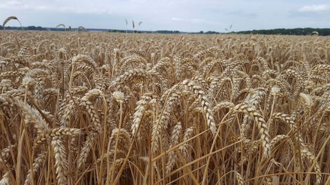 « Sans la Chine, tous les stocks de céréales sont au plus bas depuis 25 ans », selon Sébastien Abis. (©Terre-net Média)
