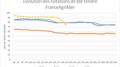 Les notations de blé tendre FranceAgriMer décrochent. Les notations de blé tendre FranceAgriMer décrochent.