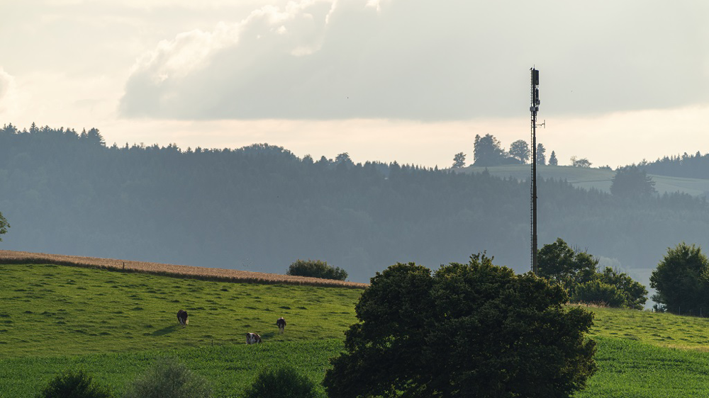 Près des antennes de téléphonie mobile, certains éleveurs constatent des chutes importantes de production et une dégradation de l'état de leur troupeau. (©AdobeStock)