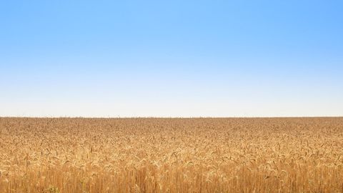 « Le marché se détend un peu, notamment après la clarification de l'Inde », a déclaré Gautier Le Molgat, du cabinet Agritel. (©Pixabay)