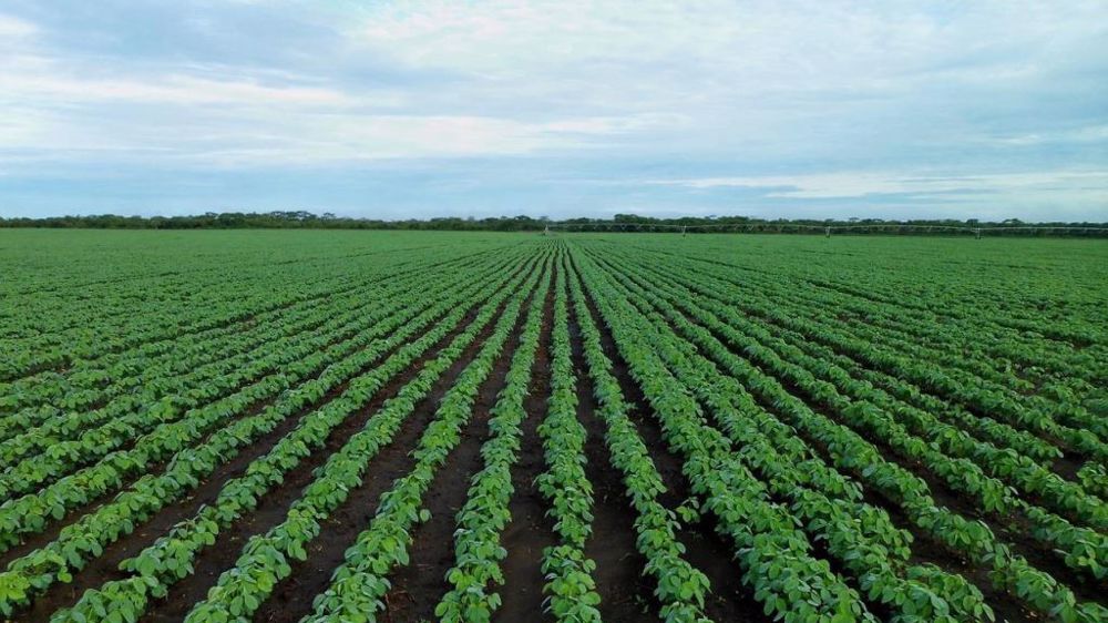 Pour le Conseil international des céréales, les surfaces récoltées en soja pour la campagne à venir seront en hausse de 3 % par rapport à 2021/22. (©Pixabay)