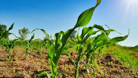 Plus de 4 millions d'hectares étaient semés en maïs le 26 mai en Ukraine. (©Pixabay) Plus de 4 millions d'hectares étaient semés en maïs le 26 mai en Ukraine. (©Pixabay)