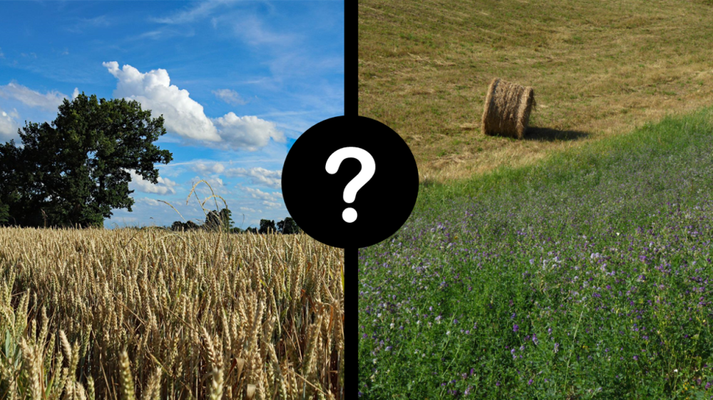 A l'occasion de la semaine de l'expertise, Littoral Normand revient sur la rentabilité de l'autonomie protéique dans un contexte de hausse des prix des matières premières (© Pixabay)