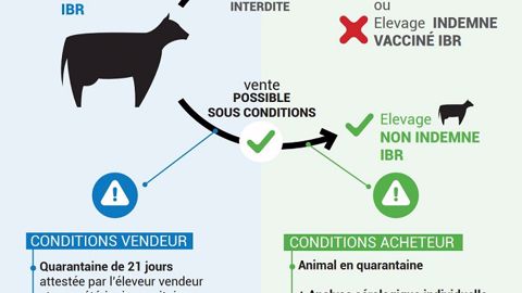 Conditions des mouvements bovins pour les vendeurs non indemnes IBR (©GDS Bretagne)