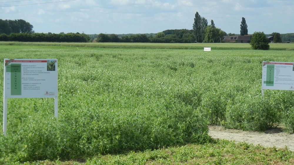   « Du croisement à l’inscription, la création d'une variété nécessite près de 10 ans pour choisir les meilleures lignées, fixer les caractères, et produire les semences de pré-bases nécessaires à l’inscription et la multiplication des semences commerciales », rappelle Eric Delaleau. (©Lemaire Deffontaines)