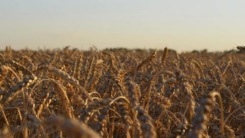Sur le marché des céréales, les craintes viennent surtout du ciel : une vague de chaleur précoce s'est abattue sur l'Espagne et remonte en France. (©Pixabay)