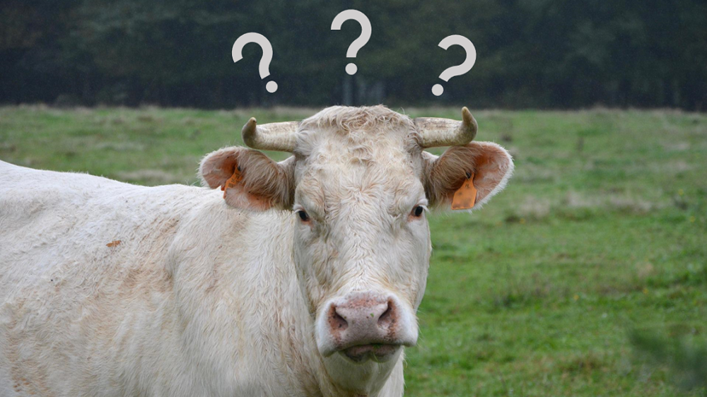 La hausse des prix de la viande profitera davantage aux exploitations ayant effectué leurs achats d'intrants tôt en saison. (©Pixabay)