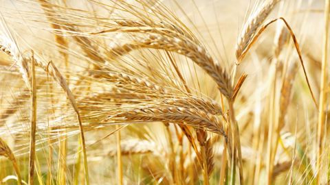 Le manque d'eau va concerner de plus en plus d'agriculteurs mais des leviers existent pour y faire face. (©Adobe Stock) Le manque d'eau va concerner de plus en plus d'agriculteurs mais des leviers existent pour y faire face. (©Adobe Stock)