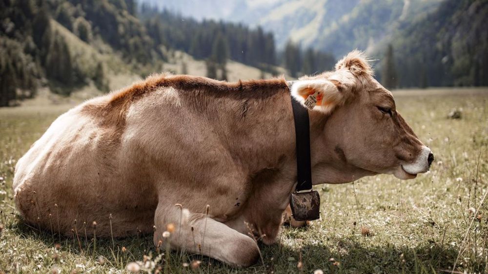 Les cours de la viande bovine progressent encore mais plus lentement. (©Pixabay)