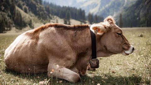 Les cours de la viande bovine progressent encore mais plus lentement. (©Pixabay) Les cours de la viande bovine progressent encore mais plus lentement. (©Pixabay)