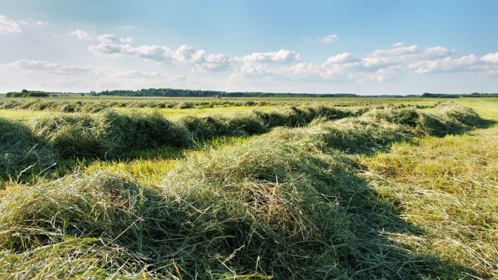 Pour calculer le volume de foin et d’enrubannage, il faudra peser quelques balles au hasard. (©Adobe Stock)