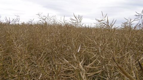 Les rendements de colza sont attendus élevés en France. (©Terre-net Média)