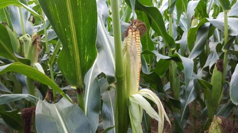 En France, le maïs réalise son cycle, du semis à la récolte, en 4 à 6 mois selon sa destination (maïs doux, fourrage ou grain), la précocité variétale utilisée et les températures de l’année. (©Terre-net Média)