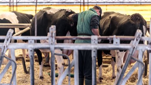 Améliorer la reproduction a un impact direct sur l'efficacité technico-économique du troupeau. (© Sodel Vladyslav/Adobe stock) Améliorer la reproduction a un impact direct sur l'efficacité technico-économique du troupeau. (© Sodel Vladyslav/Adobe stock)