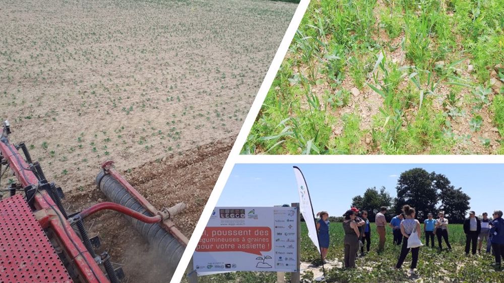 Visite en bout de champ d'une des 7 plateformes en Bretagne, cet été. Les résultats en soja ont été peu concluants cette année. (©Chambre d'agriculture de Bretagne)
